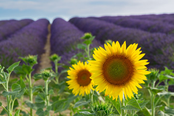Sunflower and Lavender field