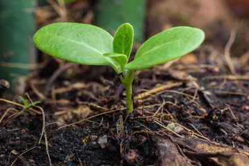 Planting a small plant on a pile of soil 