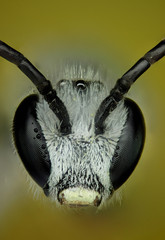Microfotografia de la cabeza de una abeja utilizando la tecnica del apilado de imagenes