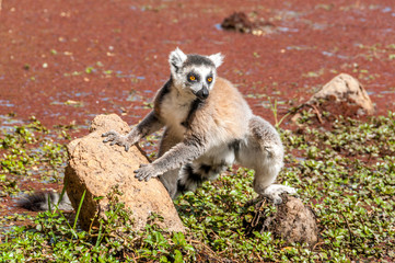 Ring-tailed lemur (Lemur catta)