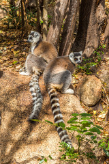 Ring-tailed lemur (Lemur catta)