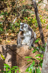 Ring-tailed lemur (Lemur catta)