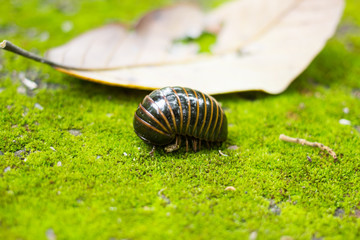  Pill Millipede walk on moss