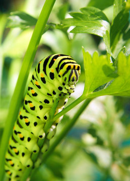 Machaon