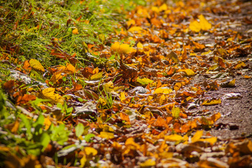 autumnal leaves in a park