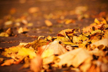 Autumn leaves on walkway