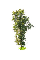 Fototapeta premium deciduous tree