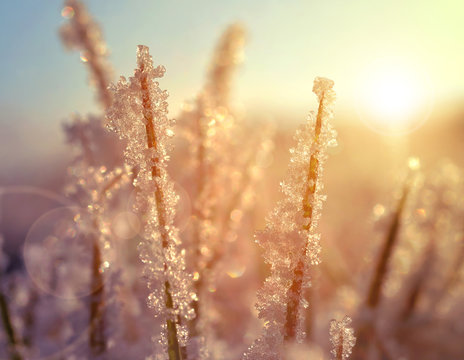 Frozen Grass At Sunrise Close Up. Nature Background.