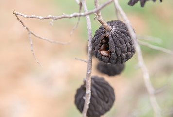 Sugar Apple or Custard Apple dry death