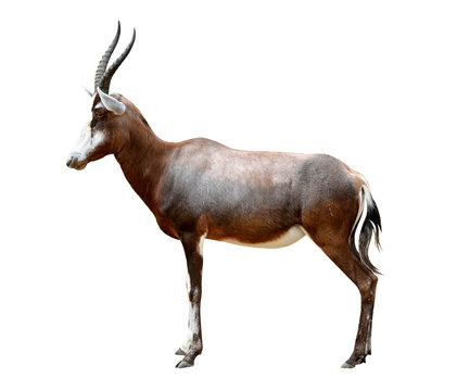 blesbok antelopes (Damaliscus pygargus) isolated on white background