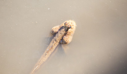 Mudskippers in mangrove with water.