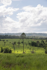 Obraz premium Natural daytime Tung Salang Luang National Park.Khao Kho Phetcha