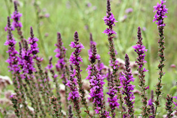 Purple loosestrife / Lythrum salicaria
