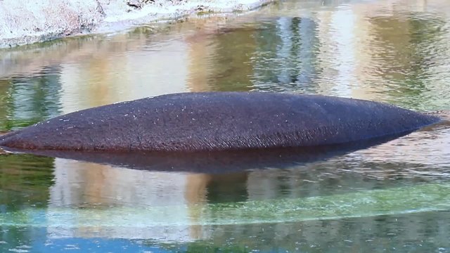 hippo (Hippopotamus amphibius) resting in a lake
