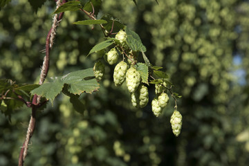 Hops in a hop garden at Sandhurst Kent England UK