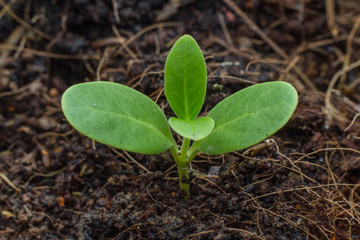 Planting a small plant on a pile of soil 