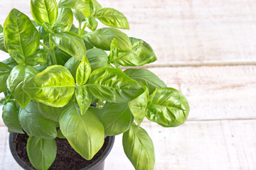 Basil herb over white wooden background