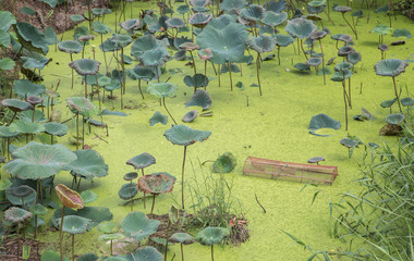 Fish cages pond lotus on outdoor