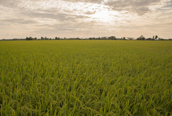 Rice field