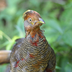 Young male pheasant (