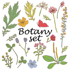 Botany. Set. Vintage flowers. 