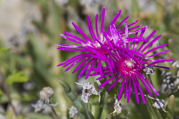 flower in the garden