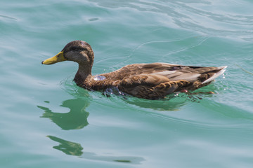 ducks on lake