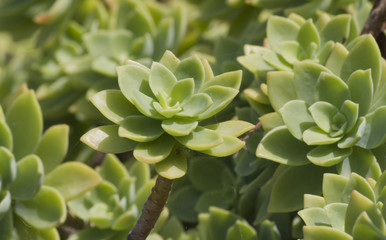 Fototapeta na wymiar succulent plant