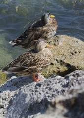 ducks on lake