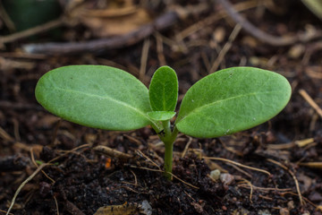 Planting a small plant on a pile of soil 