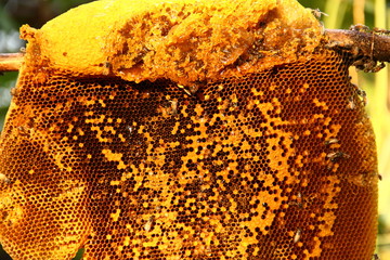 Honey from the hive making in honeycombs