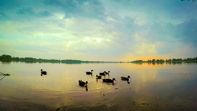 papere sul lago al tramonto
