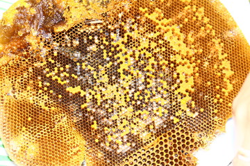 Honey from the hive making in honeycombs