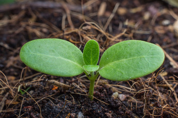 Planting a small plant on a pile of soil 