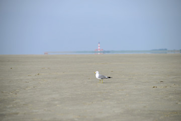 Westerhever Leuchtturm - Nordsee 