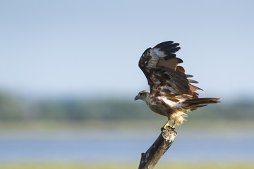 Brahminy kite in Arugam bay lagoon, Sri Lanka