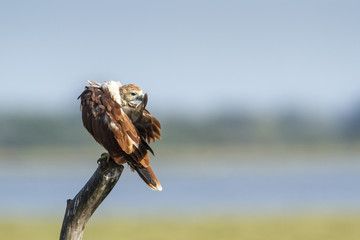 Brahminy kite in Arugam bay lagoon, Sri Lanka
