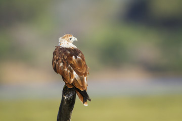 Brahminy kite in Arugam bay lagoon, Sri Lanka