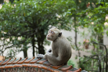 Monkey