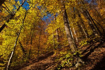 Autumn Trees at The Forest