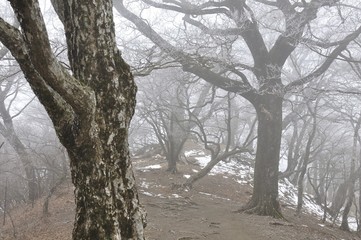 霧の樹林