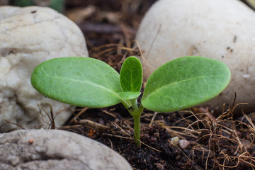 Green sprout growing from seed