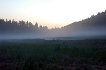 Siberia pine forest at the sunset with fog