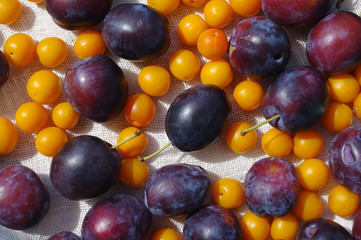 Background with blue plums and a yellow cherry plum. Crop of plums