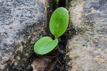 Green sprout growing from seed