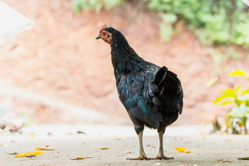 Black hen standing on a cement floor.