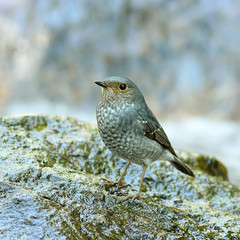Bird (Plumbeous Redstart) , Thailand