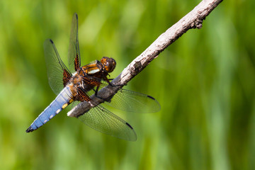 Broad-bodied chaser (Libellula depressa)