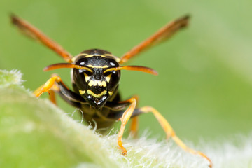 Wasp face (Polistes gallicus)