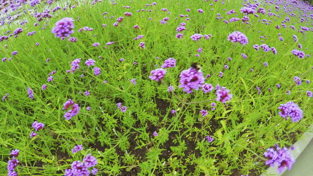 Flower Garden in city park